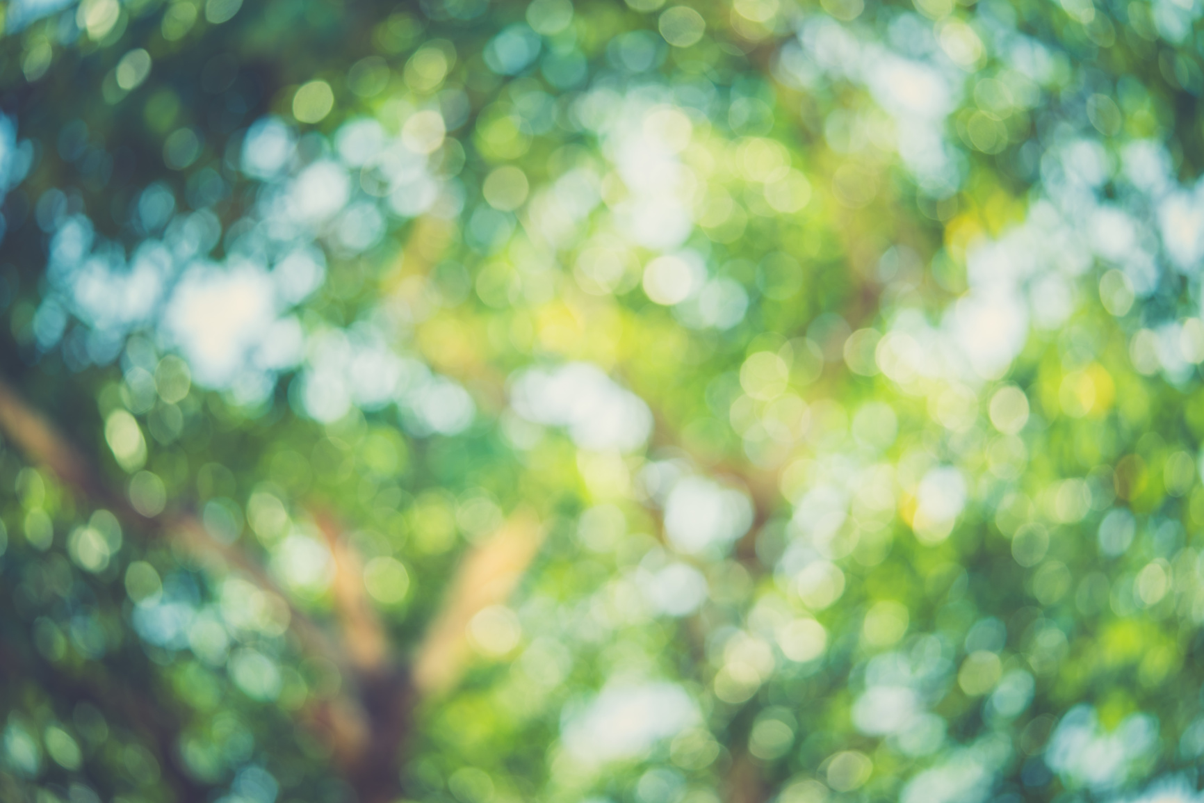 Blurred bokeh abstract green nature background for photo background